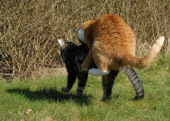 tarung kucing berkelahi