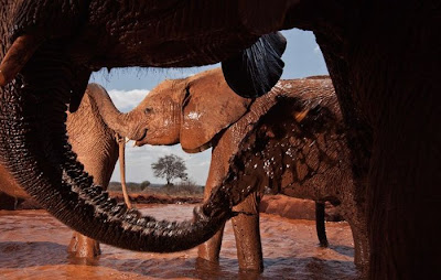 Kenya's Baby Elephant Orphanage Seen On www.coolpicturegallery.us