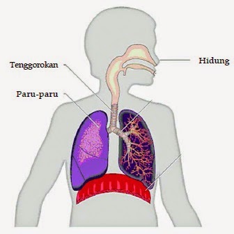 Apakah kelainan yang disebabkan oleh menyempitnya saluran pernapasan dalam paru-paru