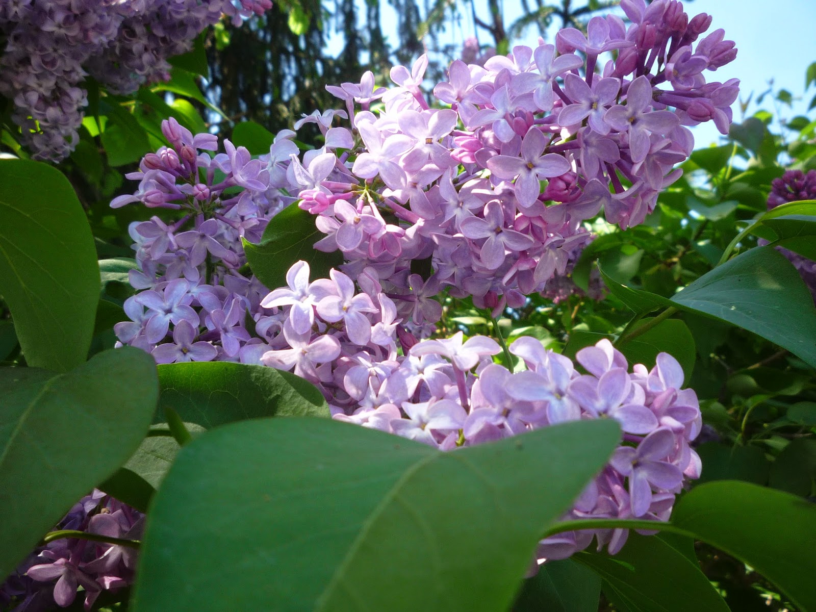 Lilacs on Memorial weekend. South Burlington, Vermont South