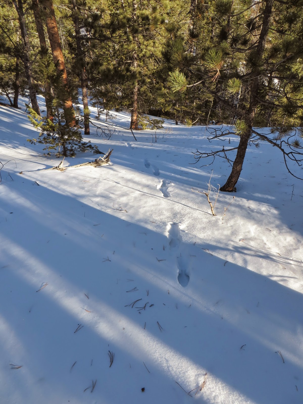 A Colorado Hunter's Life Coyote Tracks
