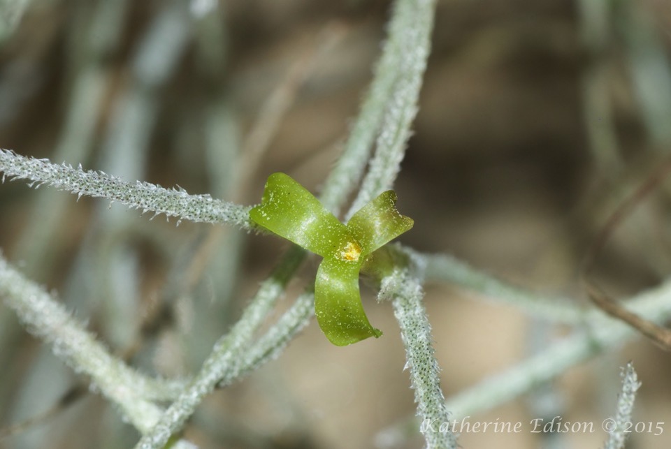 Earth Teach Me Spanish Moss