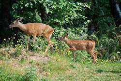 The best way - mother and fawn