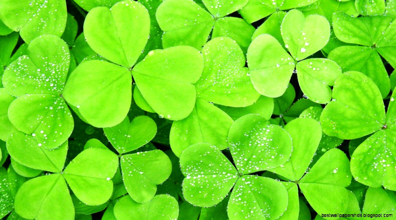 10 Breathtaking Leaf Wallpaper for DesktopPhotography Heat 10 Breathtaking Leaf Wallpaper for DesktopPhotography Heat