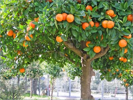 Orange_Tree.jpg