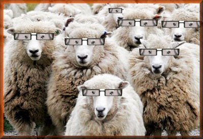 funny sheeps