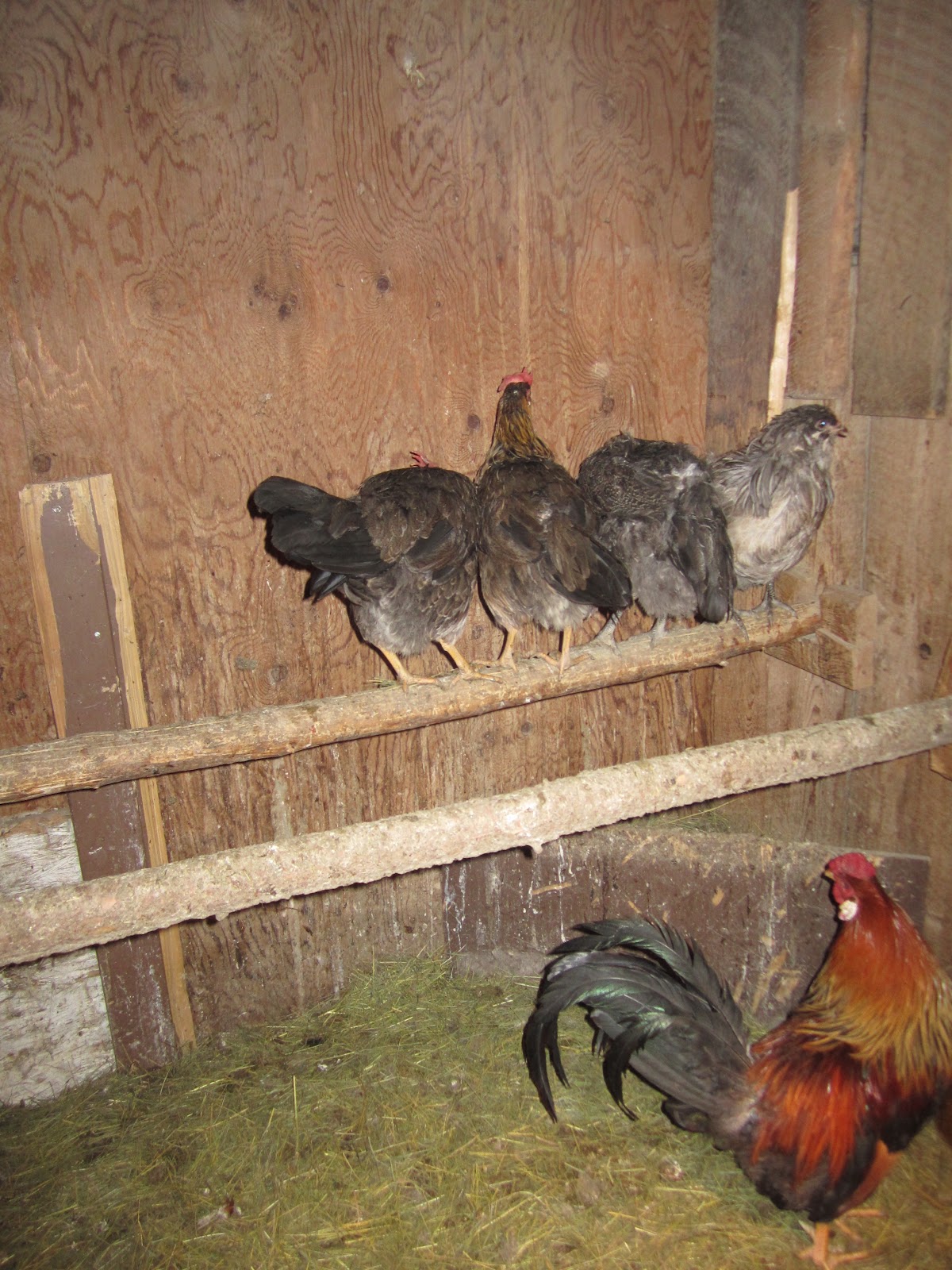 Cariboo Gals Started our broody hens setting on eggs