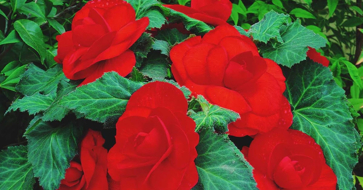 Begonias in the Mist Scarlet Begonias