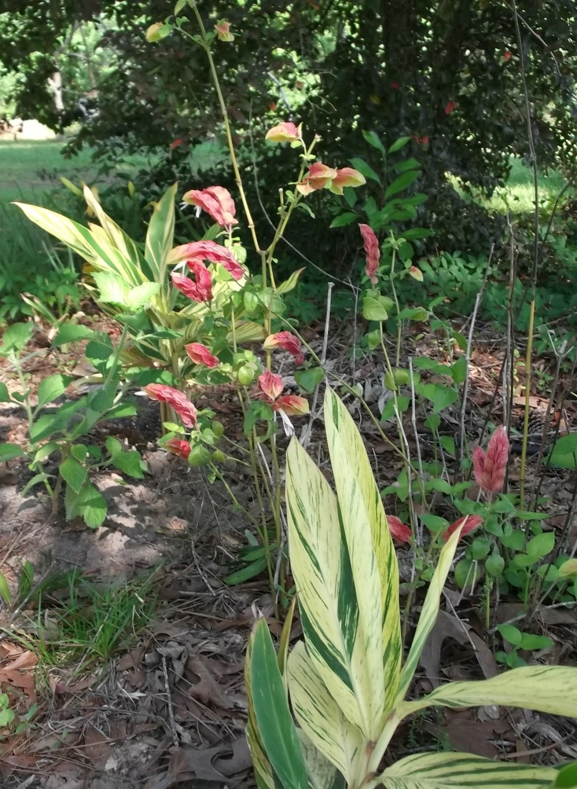 Early American Gardens Plants In Early American Gardens Waterer