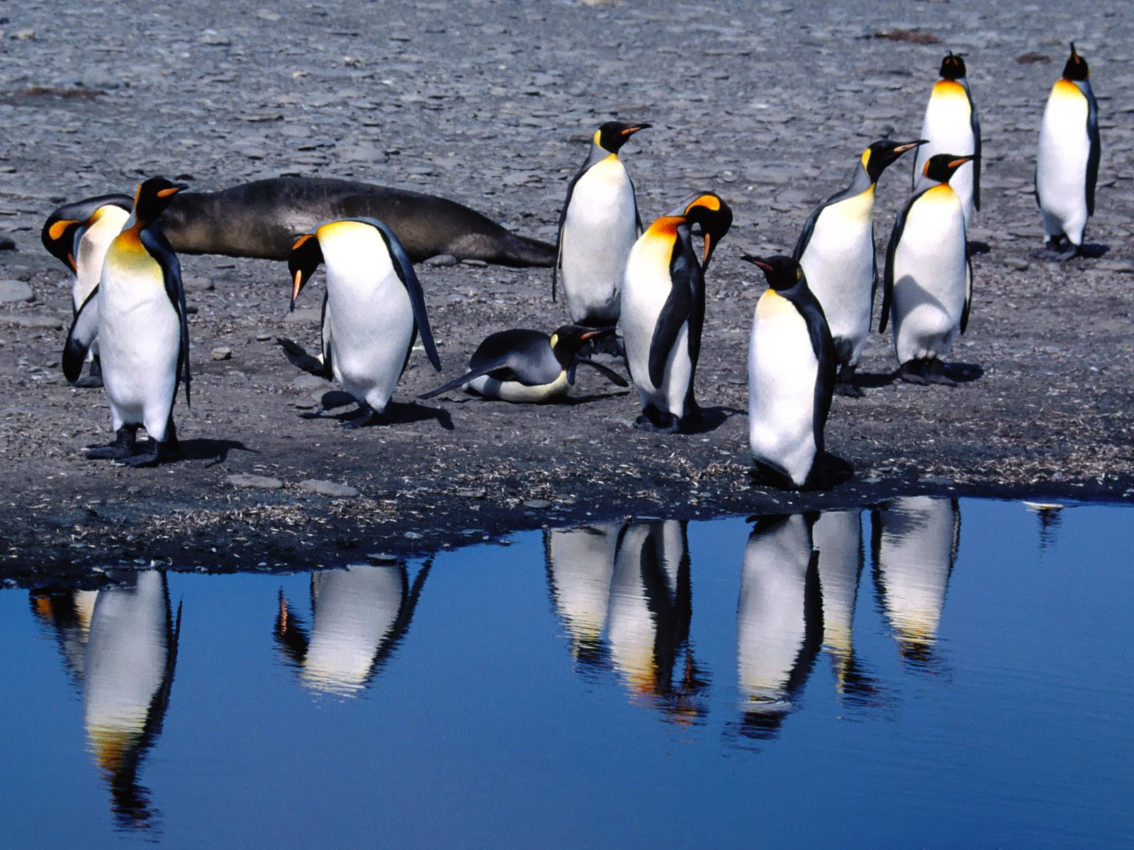 wallpapers: King Penguins Wallpapers