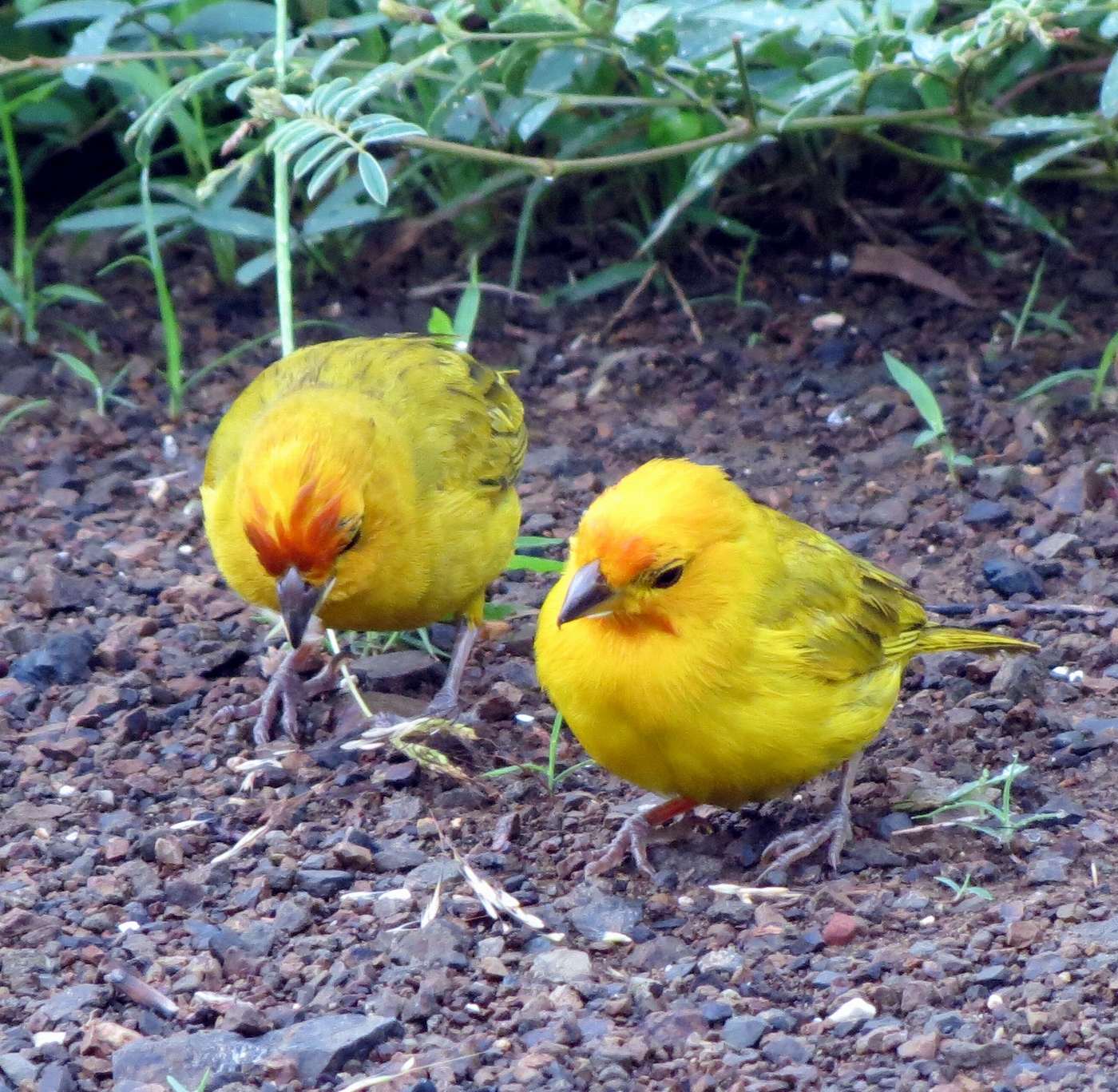Hiking Curaçao Flora and Fauna Saffron Finches having breakfast