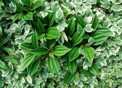 Phyto Files Viburnum Tinus Laurus Tinus