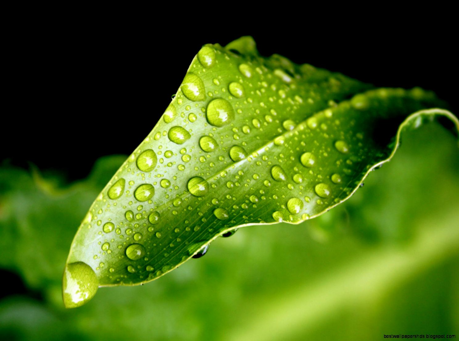 Green Leaf Nature Desktop Wallpaper Green Leaf Nature Desktop Wallpaper