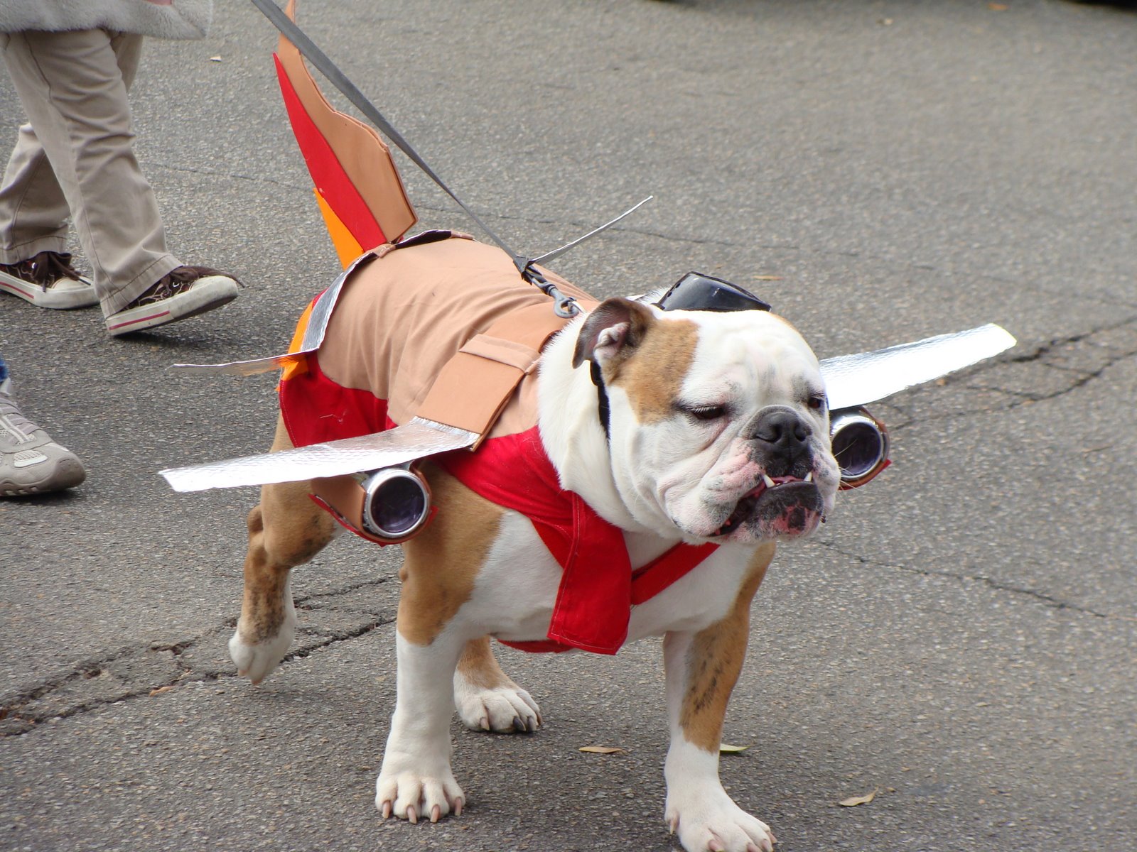 Plane Dog
