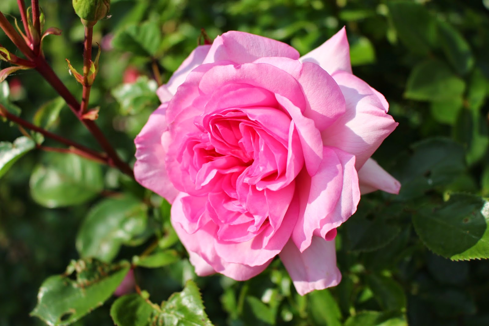 Notre jardin secret. A la Sainte Sophie