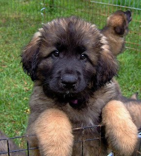 Leonberger Puppy Picture
