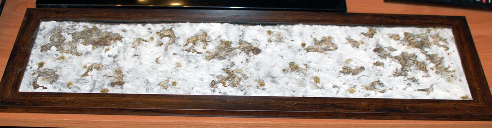 DSC_0005.JPG
