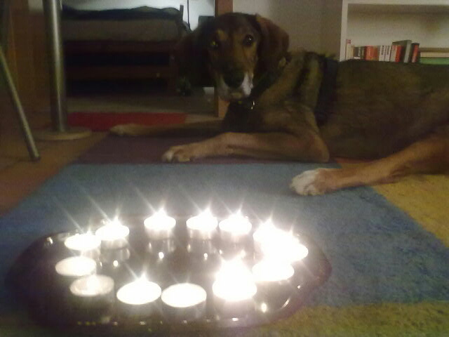 Lucie Gassi Mit Tierheimhund Die Hundephilosophin