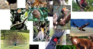 Kekayaan Flora dan Fauna Indonesia | Satwa Indonesia