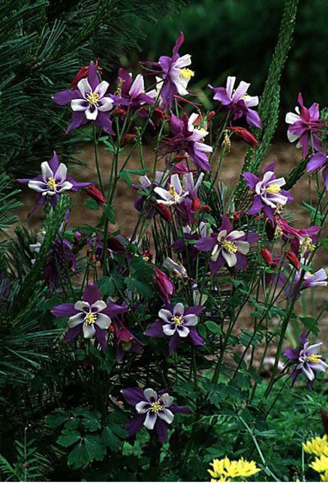 Beechwood Landscape Architecture and Construction Rocky