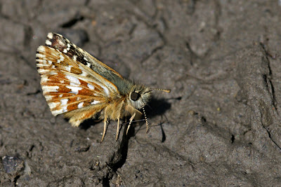 Pyrgus malvoides