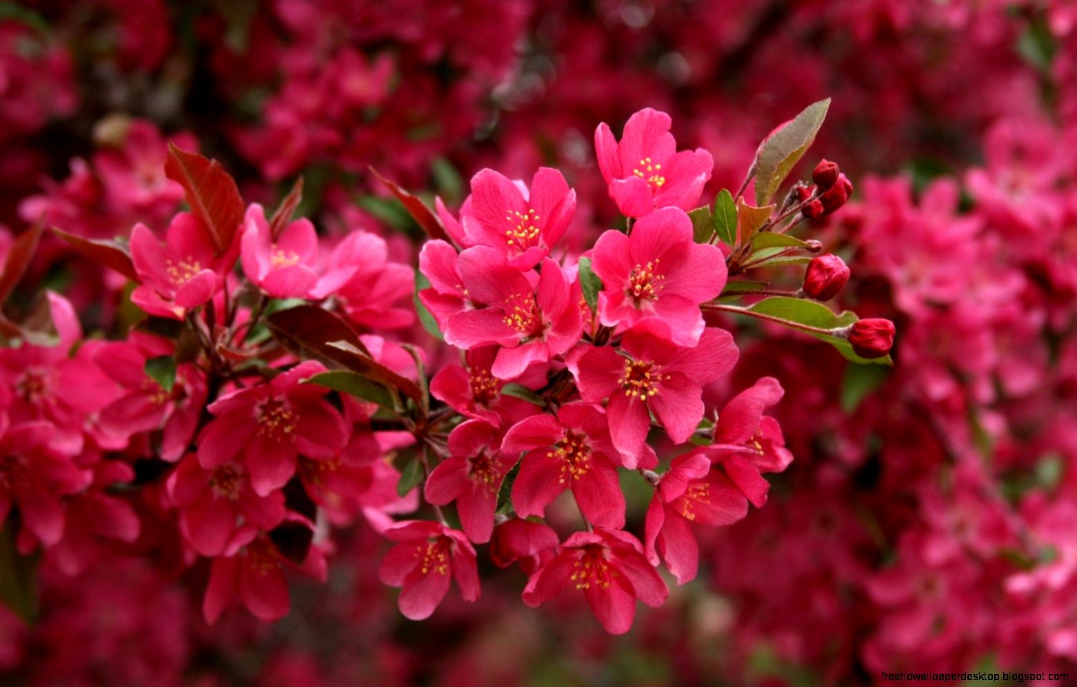 Flower pink branch twig close up pictures hd desktop wallpapers Flower pink branch twig close up pictures hd desktop wallpapers