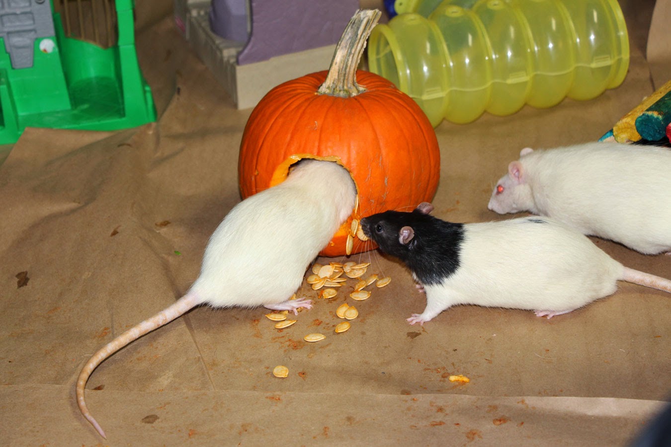 Ratropolis November 2014