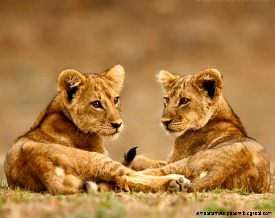 Lion Cubs Wallpapers HD Wallpapers Pictures Images Lion Cubs Wallpapers HD Wallpapers Pictures Images