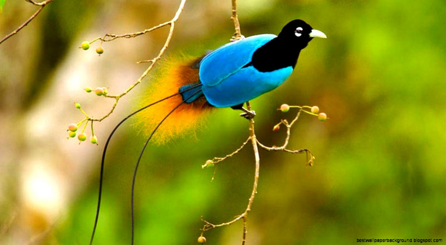 BIRD OF PARADISE WALLPAPER 61235 HD Wallpapers BIRD OF PARADISE WALLPAPER 61235 HD Wallpapers