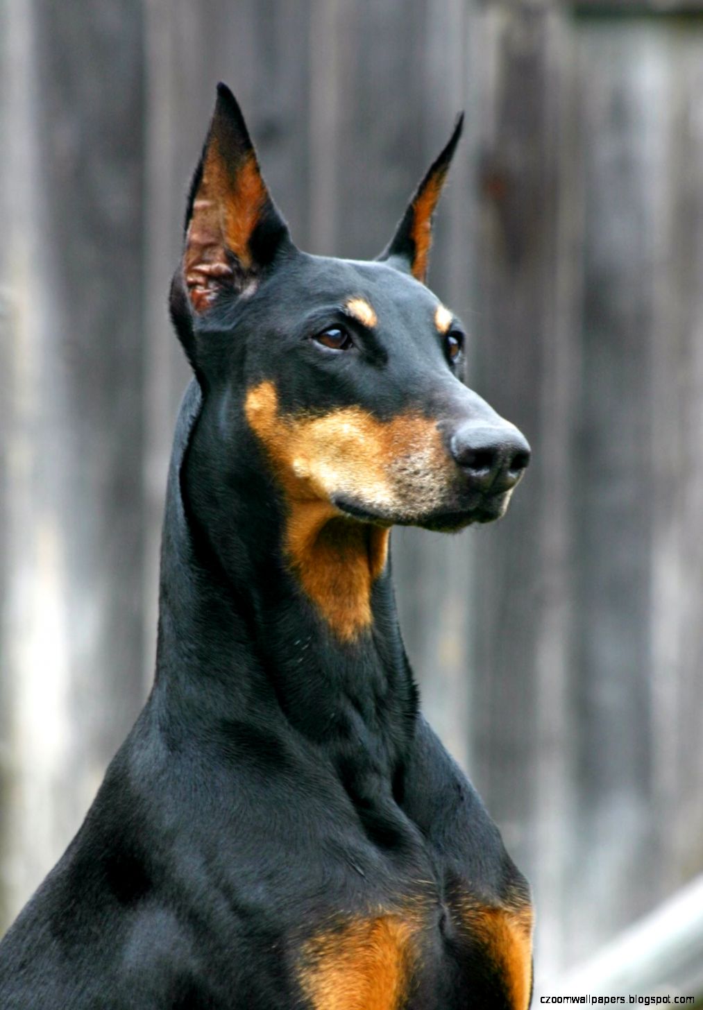 Doberman Pinscher Dog Funny pets 5333 Doberman Pinscher Dog Funny pets 5333
