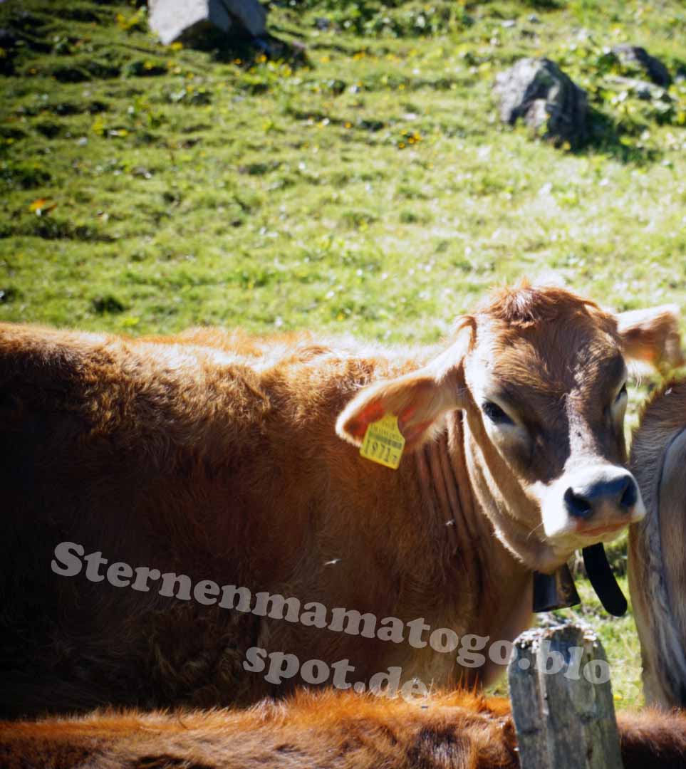 Sternenmama Der Grosse Traum Vom Neuen Gluck August 2015