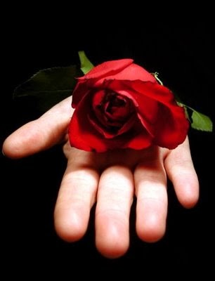 Rosa rosa