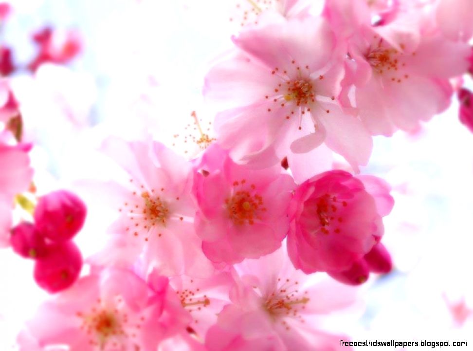 Pretty Backgrounds wallpaper 1024x768 40295 Pretty Backgrounds wallpaper 1024x768 40295