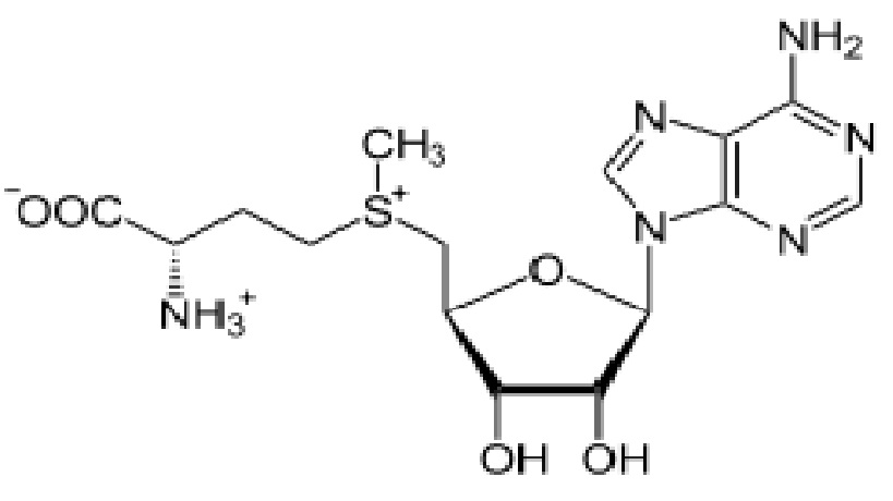 S-Adenosilmetionina; AdoMet