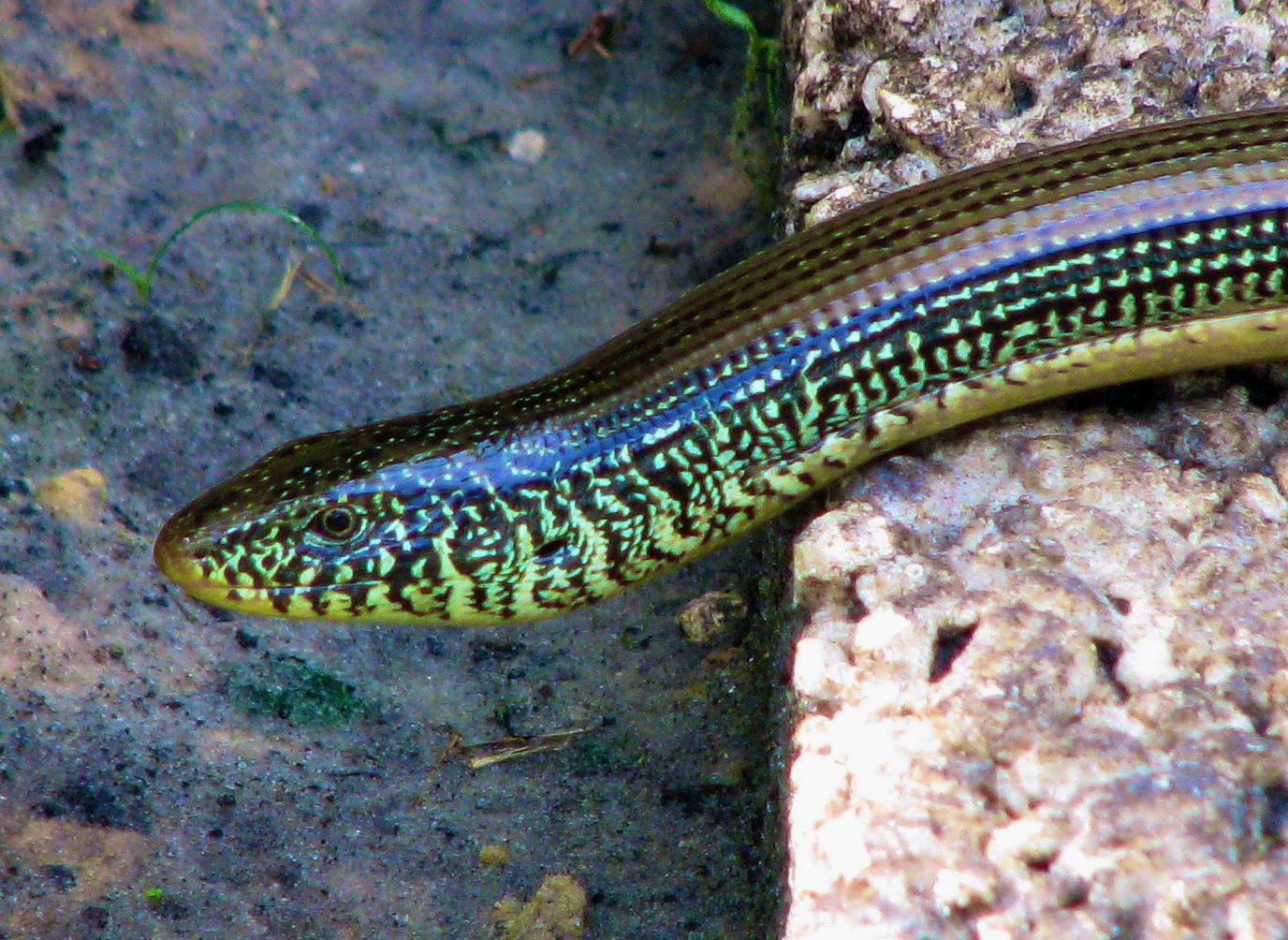 Glass Lizard Phillip's Natural World 1.0.3
