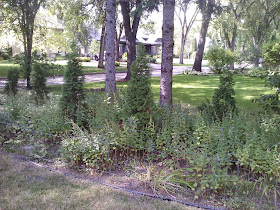 A Student Gardener Tuxedo Overview Front Yard