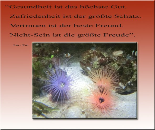 Zitate Freundschaftsspruche Motivation Laotse Weisheiten Freude