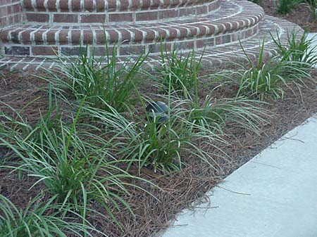 11 Best Juniper Images Plants Juniperus Communis Evergreen