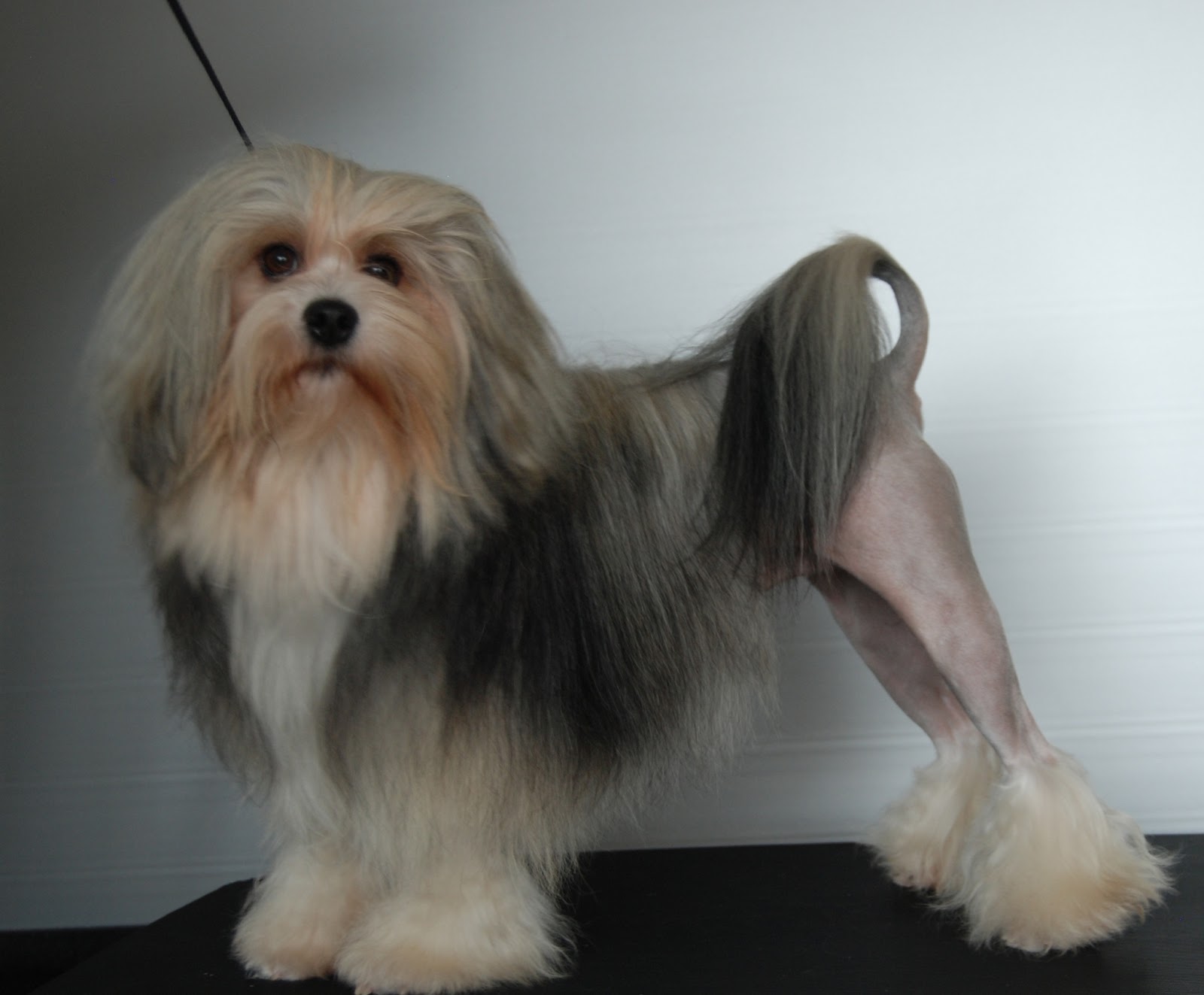 Professional Dog Grooming Shampoo MD10 Collection Champu para Perros