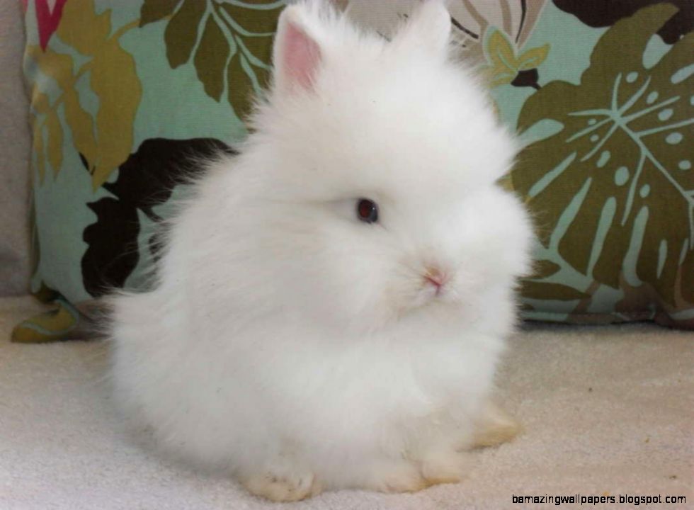 Baby Lionhead Bunnies For Sale Amazing Wallpapers