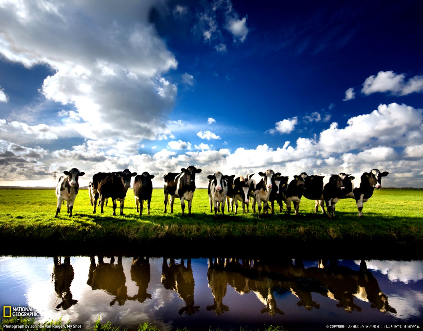 Netherlands Cows Netherlands Cows