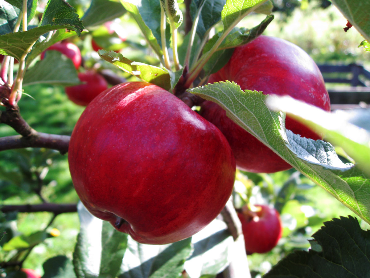 My Equestrian World Feeding in Winter