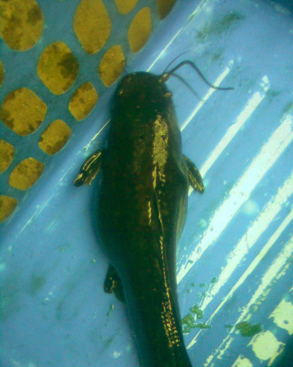 How To Select Male And Female Catfish For Hatching