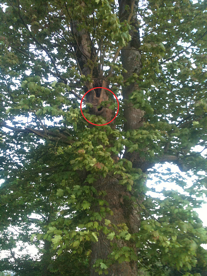 tree nest