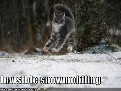 funny-pictures-cat-has-invisible-snow-mobile.jpg