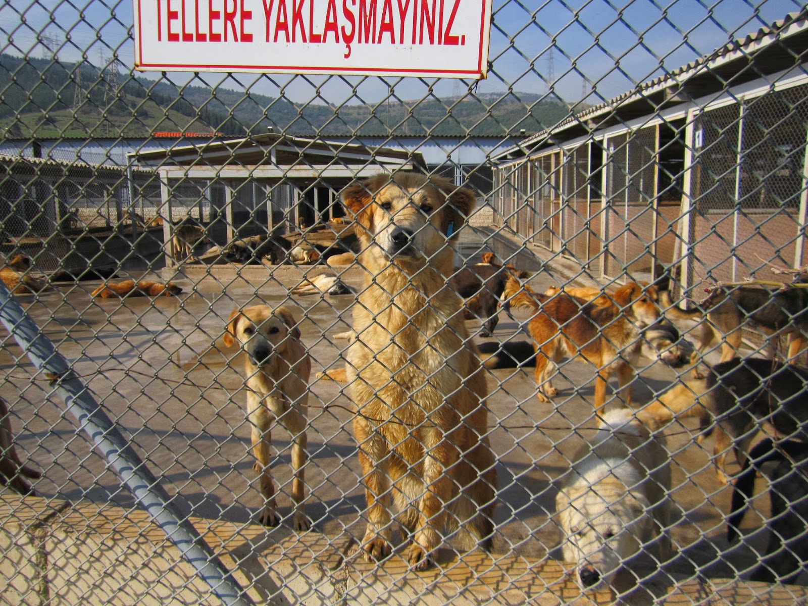 en yakın köpek barınağı