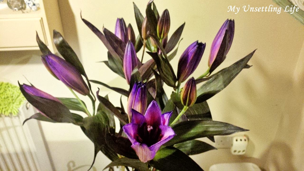 My Unsettling Life Stop to Enjoy the Flowers