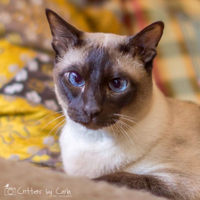 Pet's We Love Top 5 Kids Friendly Cat Breeds