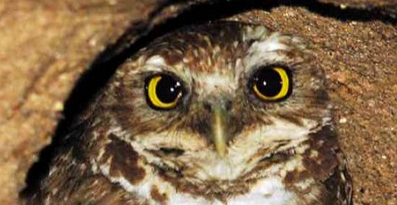 Burung Burrowing Owl