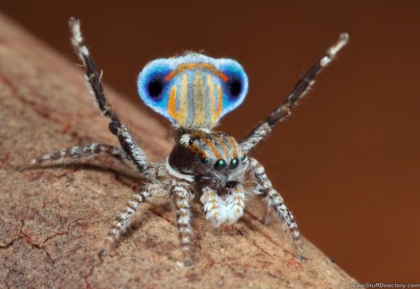 Peacock+Spider+(15).jpg